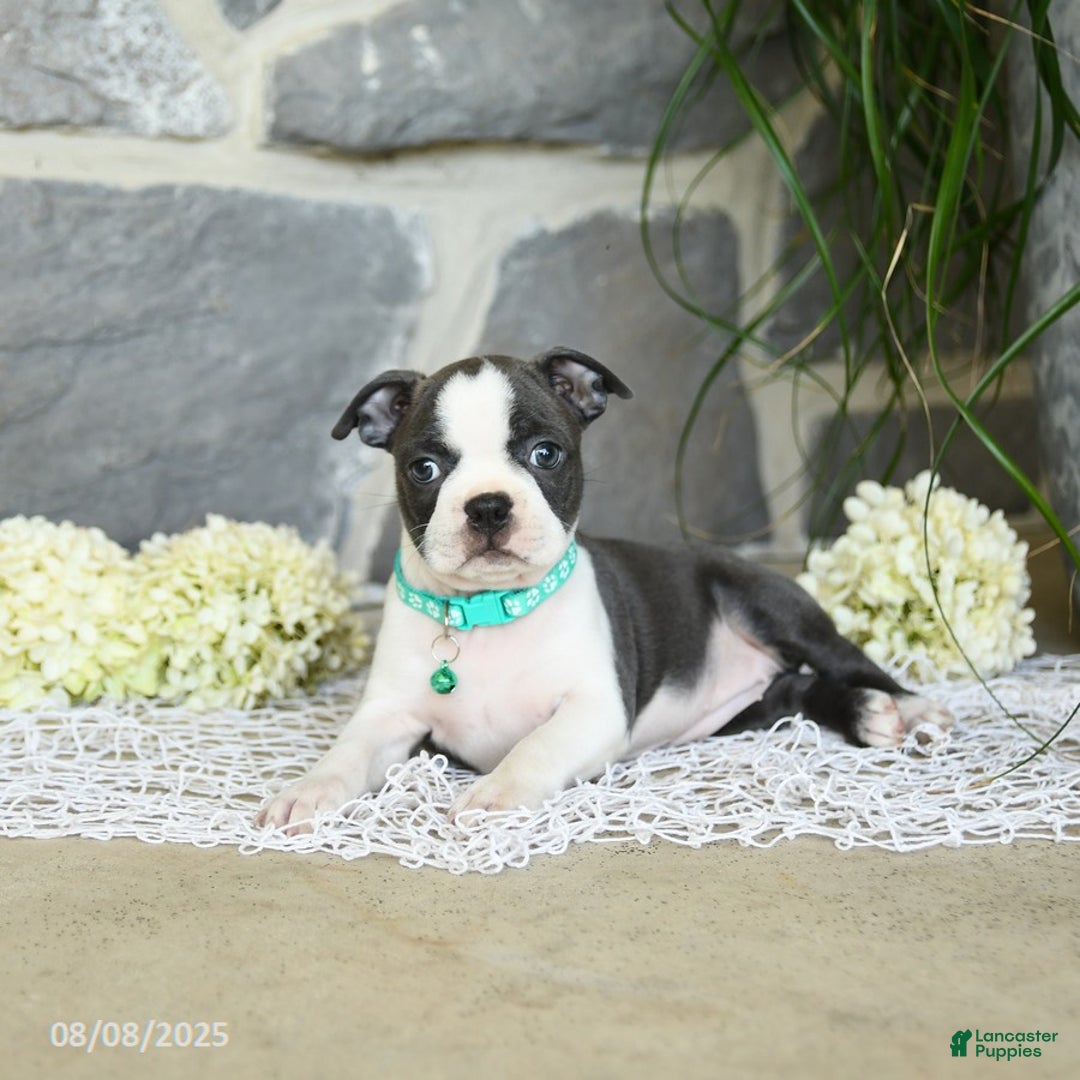 Boston Terrier dogs for sale: Wren - Image 4