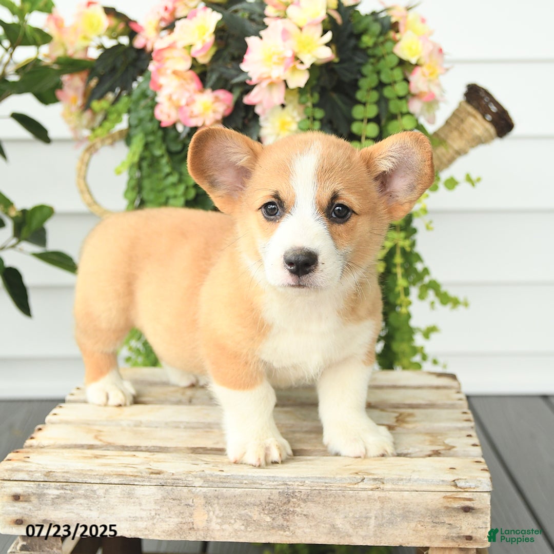 Welsh Corgi Pembroke dogs for sale: Pickles - Image 2