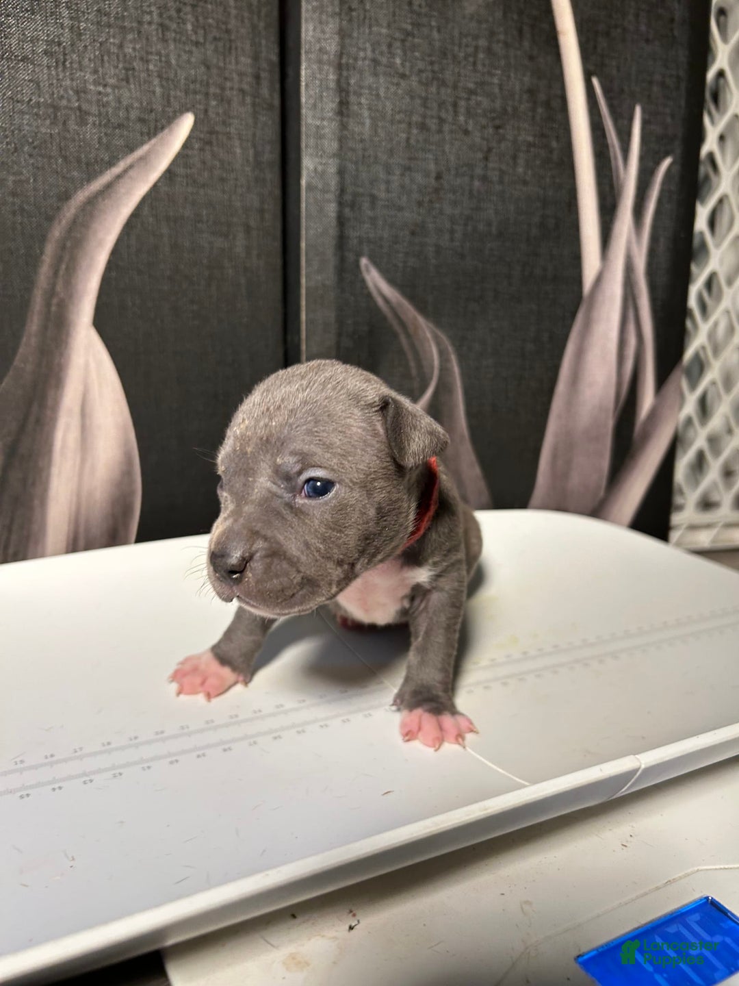 American Bully dogs for sale: Lady Bug - Image 13
