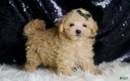 Maltipoo dogs for sale: Cupcake - Image 5