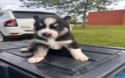 Siberian Husky dogs for sale: Nine - Image 2
