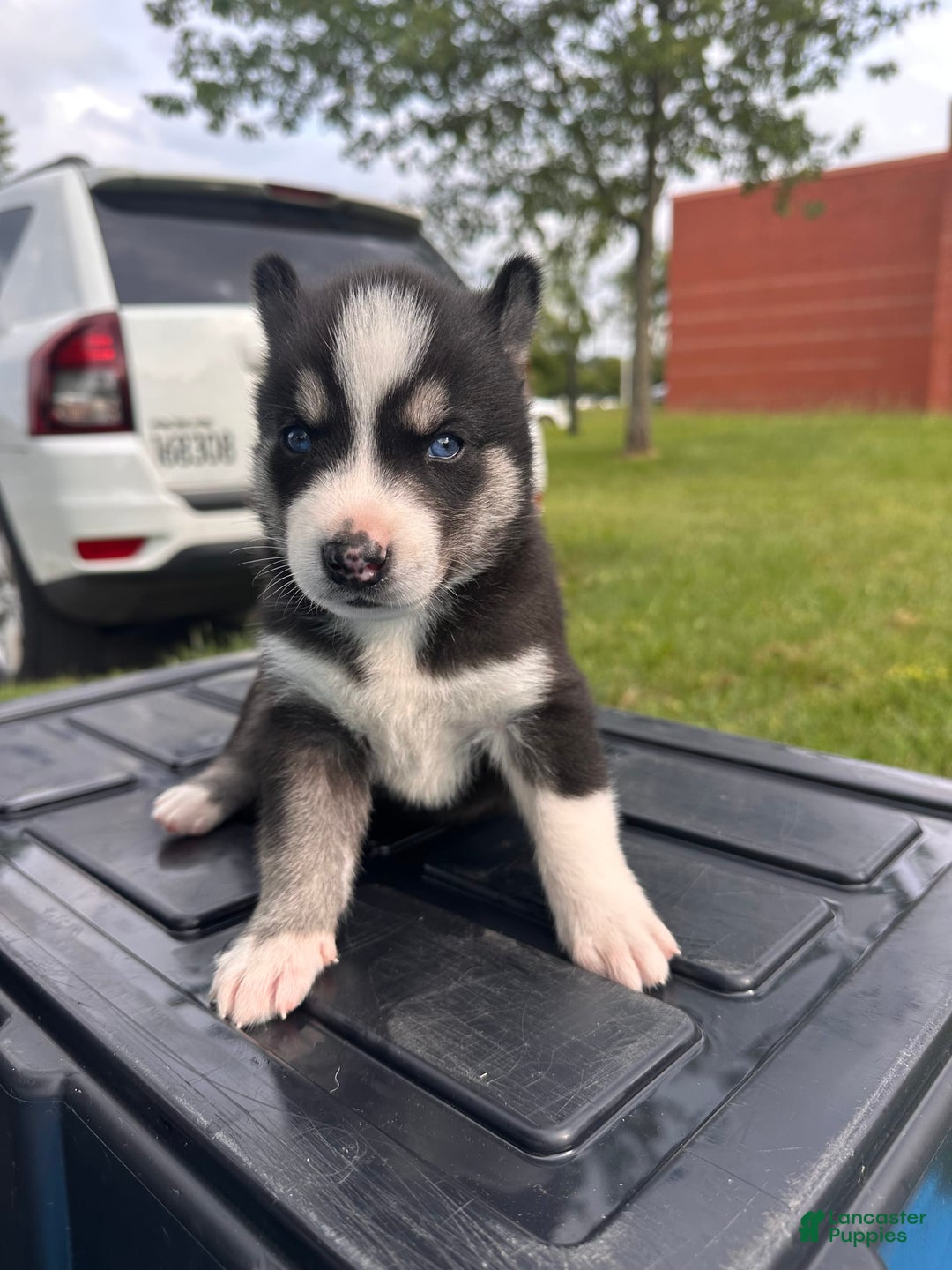 Siberian Husky dogs for sale: Nine - Image 2