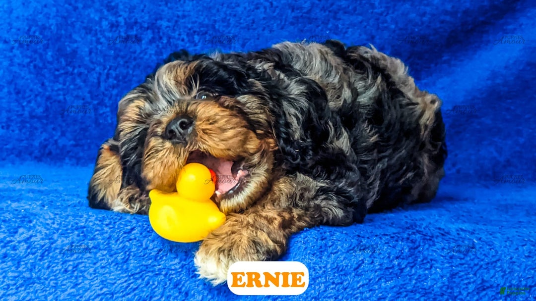 Cavapoo dogs for sale: Ernie - Image 11