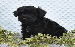 Havapoo dogs for sale: Bailey - Image 3