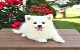 American Eskimo dogs for sale: Muffin - Image 9