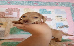 Miniature Dachshund dogs for sale: Cora - Image 3