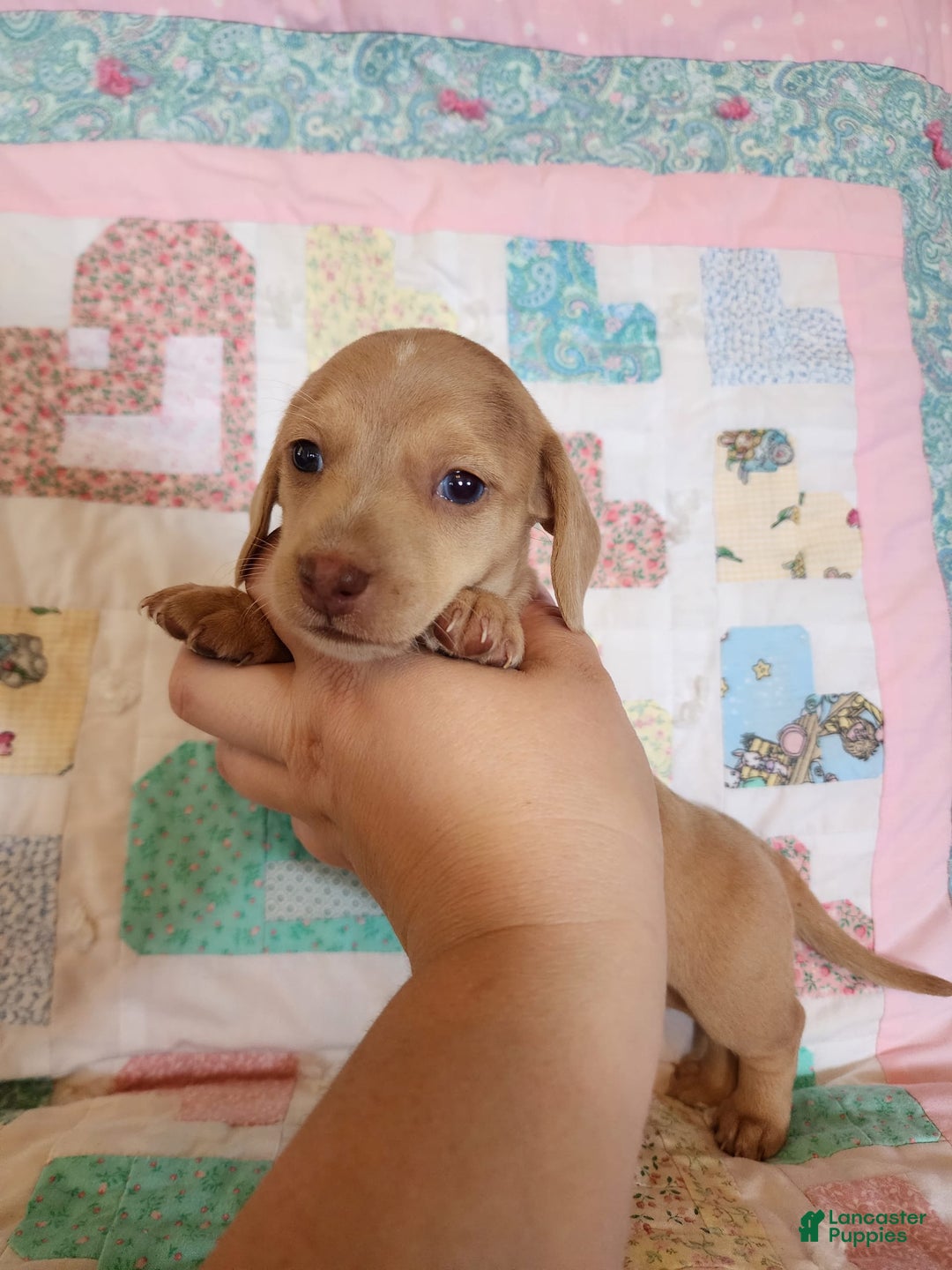 Miniature Dachshund dogs for sale: Cora - Image 3