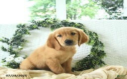 Golden Retriever dogs for sale: Aleigha - Image 8