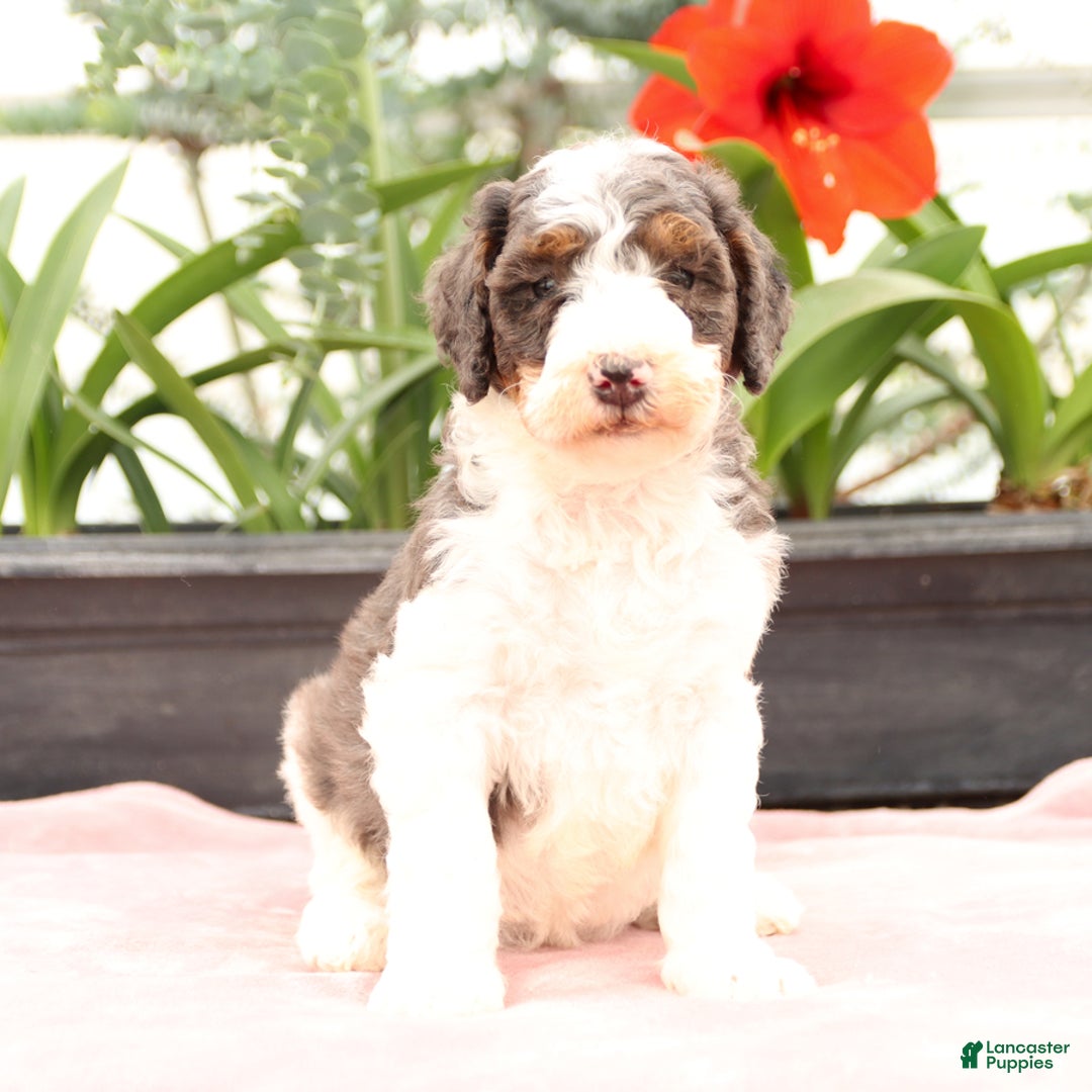 Bernedoodle dogs for sale: Truffle - Image 5