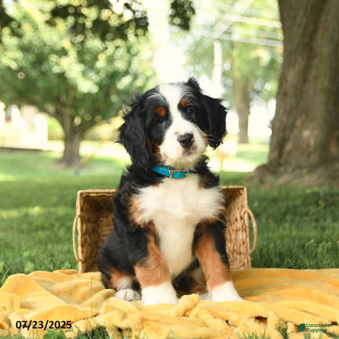 Bernedoodle dogs for sale: Basil - Image 6