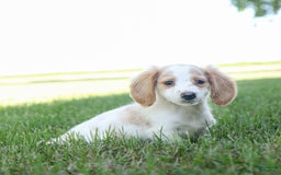 Miniature Dachshund dogs for sale: Precious - Image 4
