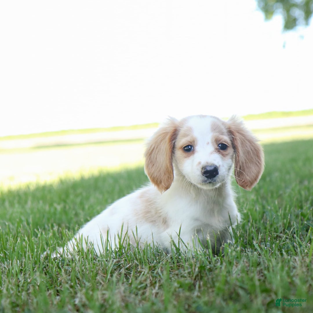 Miniature Dachshund dogs for sale: Precious - Image 4