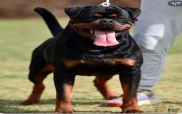 Rottweiler dogs for sale: Hope - Image 8