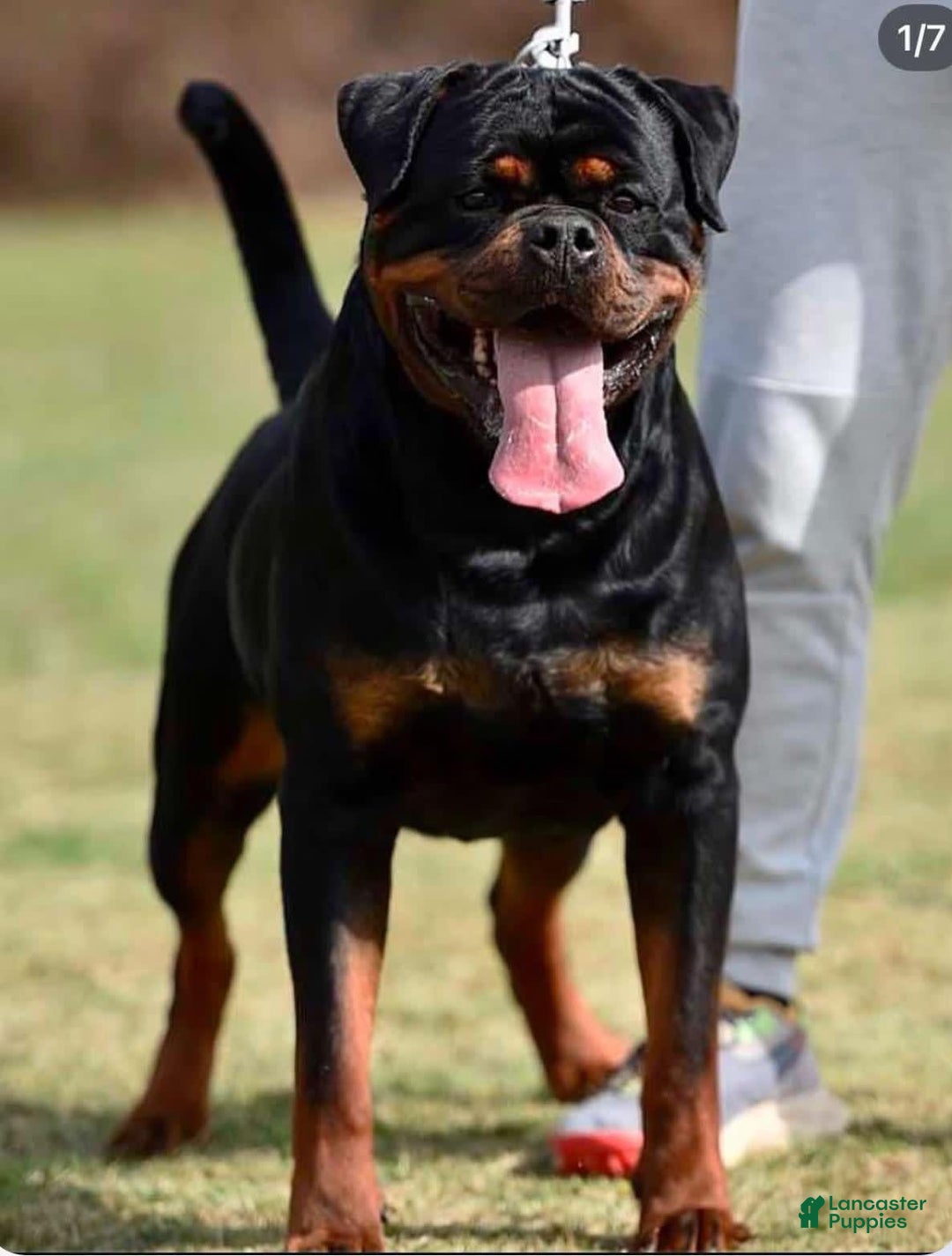 Rottweiler dogs for sale: Hope - Image 8