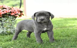 Cane Corso dogs for sale: Breeze - Image 3