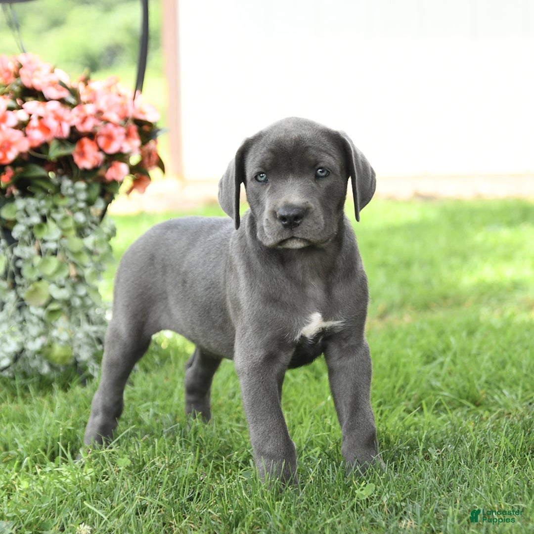 Cane Corso dogs for sale: Breeze - Image 3