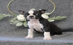 Boston Terrier dogs for sale: Zane - Image 1