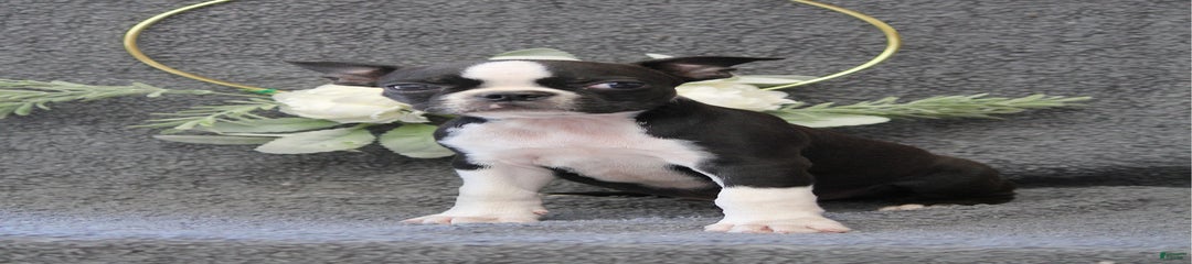 Zane