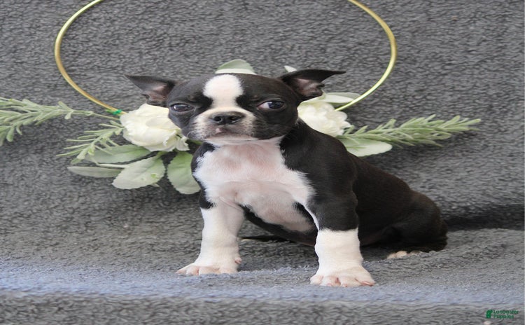 Boston Terrier dogs for sale - Ad 5