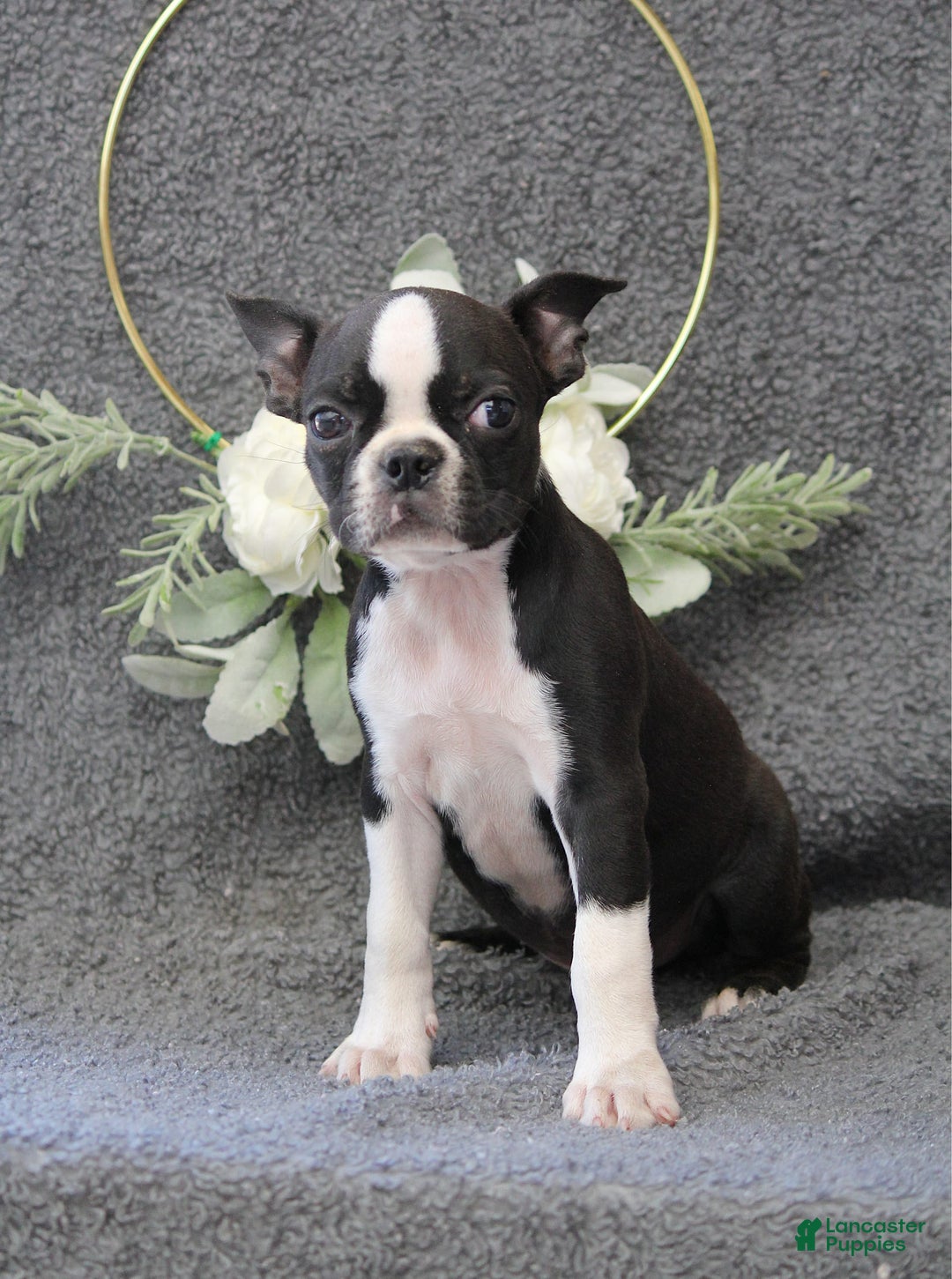 Boston Terrier dogs for sale: Zane - Image 1