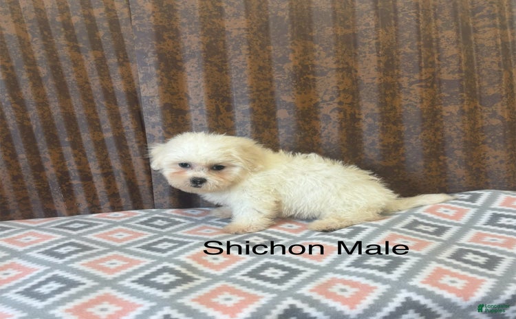 Teddy Bear dogs for sale - Ad 4