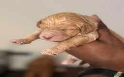 Standard Poodle dogs for sale: Thing 3 - Image 4