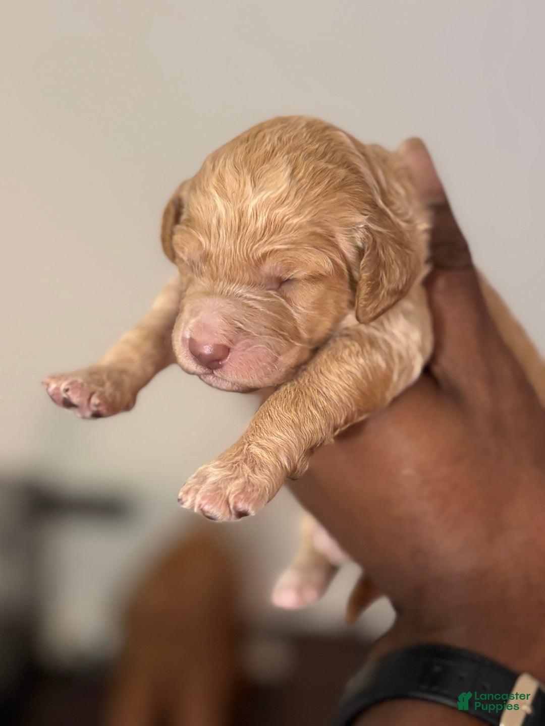 Standard Poodle dogs for sale: Thing 3 - Image 4