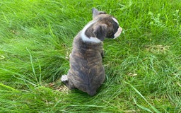 Boxer dogs for sale: River - Image 10