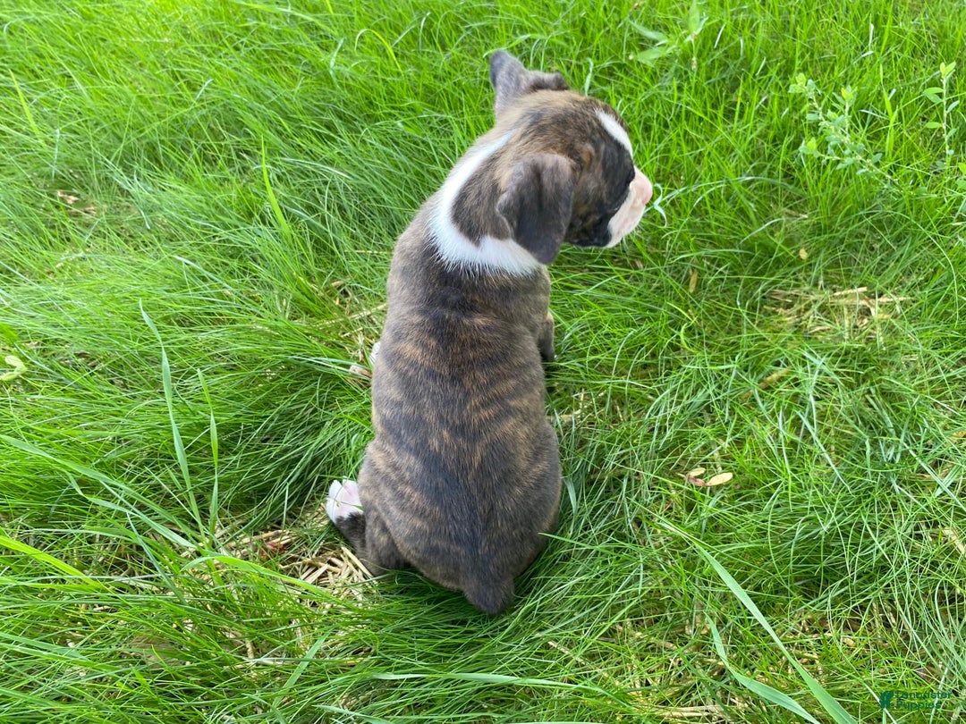 Boxer dogs for sale: River - Image 10