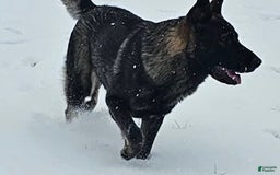 German Shepherd dogs for sale: Black Male Dk Green Collar - Image 3