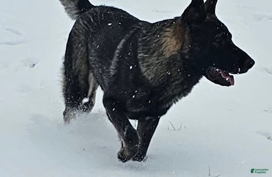 German Shepherd dogs for sale: Black Male Dk Green Collar - Image 3