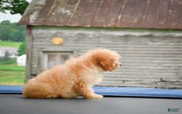 Cavapoo dogs for sale: Clyde - Image 10
