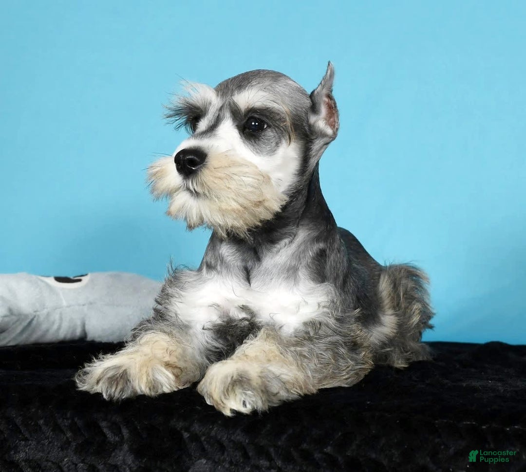 Miniature Schnauzer dogs for sale: Ken - Image 9