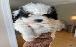 Mini Bernedoodle dogs for sale: Nutter Butter - Image 6