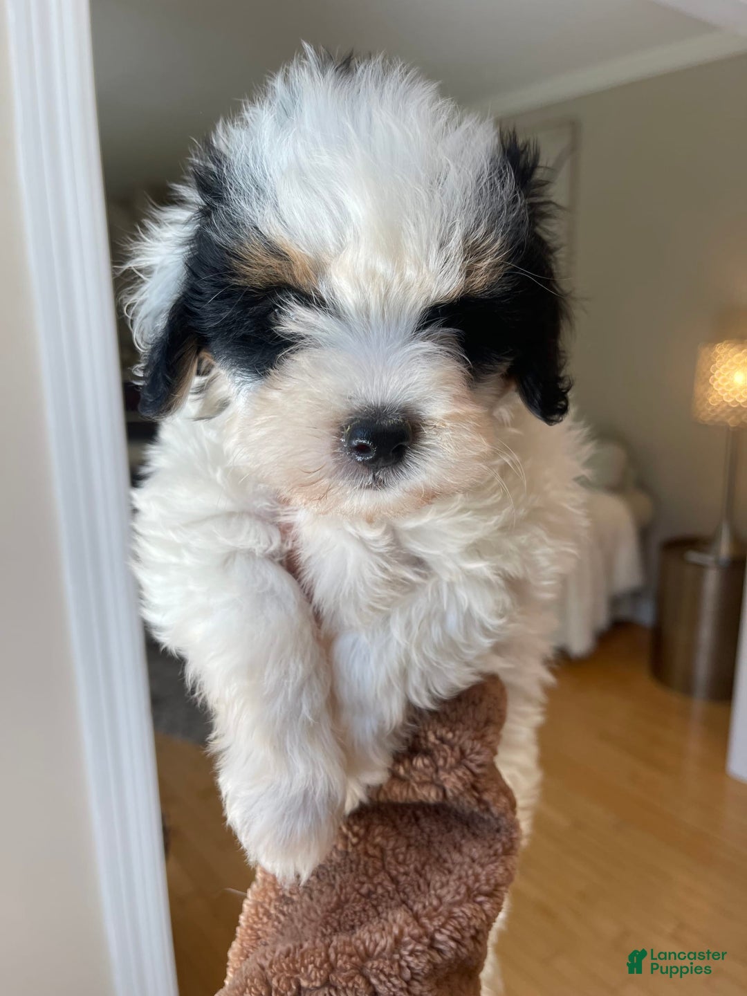 Mini Bernedoodle dogs for sale: Nutter Butter - Image 6