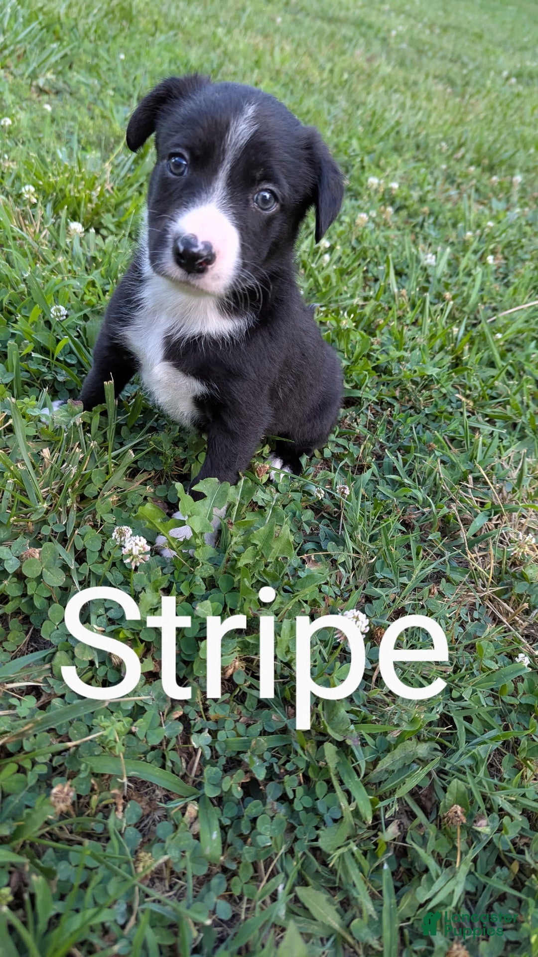 Border Collie dogs for sale: Stripe - Image 1