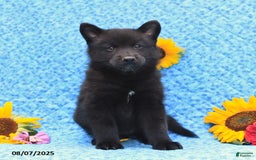Pomsky dogs for sale: Morgan - Image 4