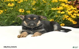 German Shepherd dogs for sale: Rosemary - Image 2