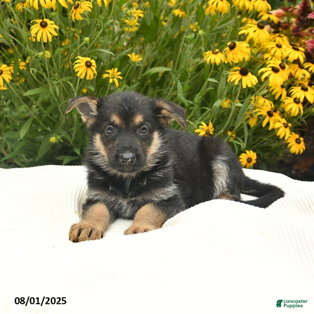 German Shepherd dogs for sale: Rosemary - Image 2