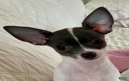 Chihuahua dogs for sale: Mocha - Blue Eyed Dual Pedigreed - Image 5