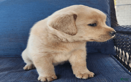 Labrador Retriever dogs for sale: Sunny - Image 3