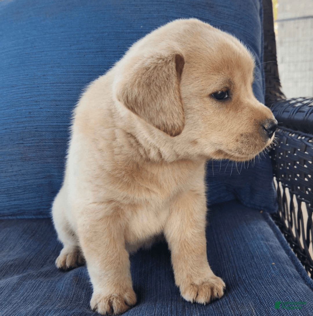 Labrador Retriever dogs for sale: Sunny - Image 3