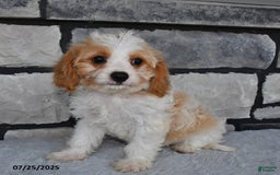 Cavapoo dogs for sale: Cassie - Image 3