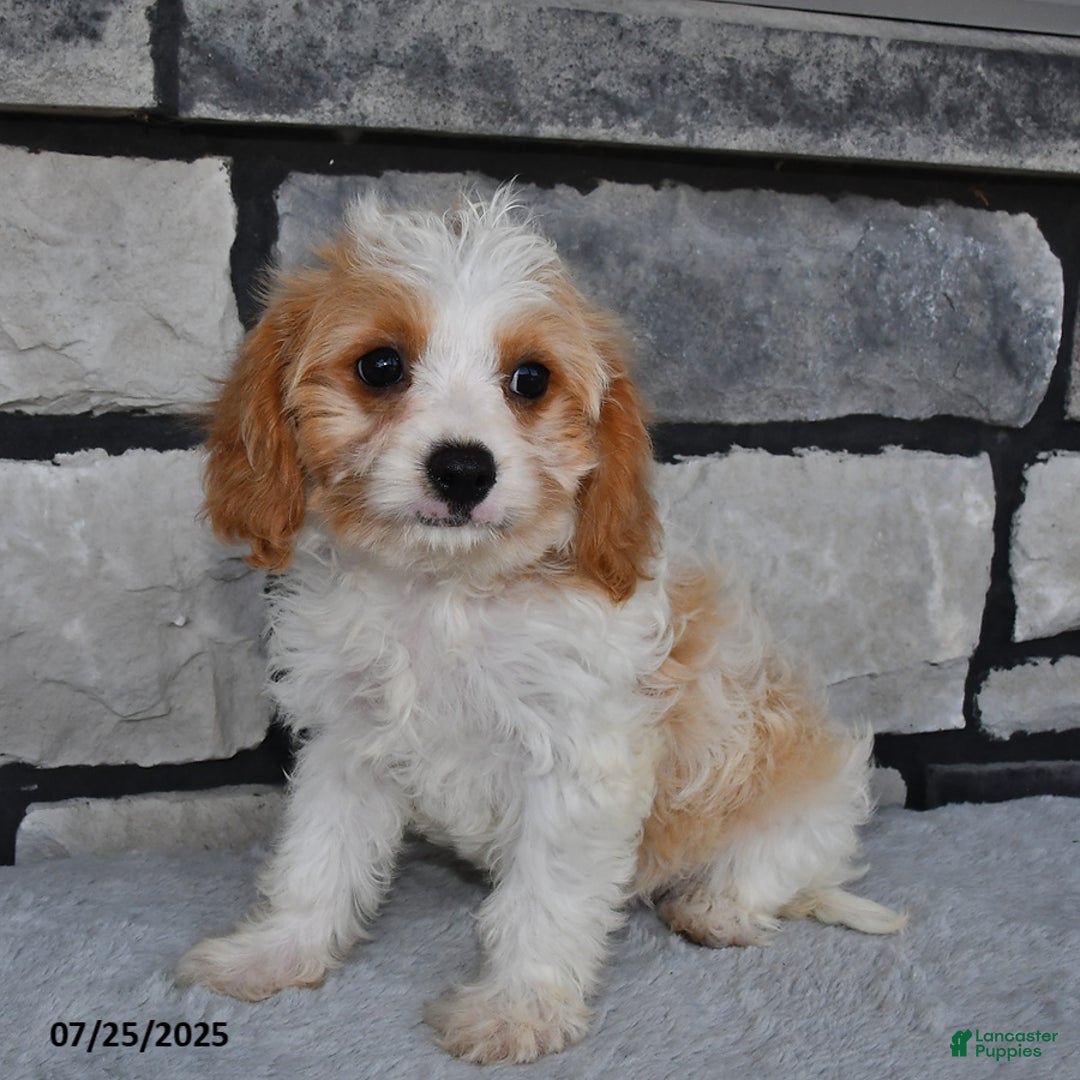 Cavapoo dogs for sale: Cassie - Image 3