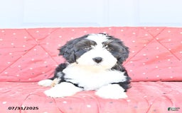 Miniature Bernese Mountain Dog dogs for sale: Twinkle - Image 2
