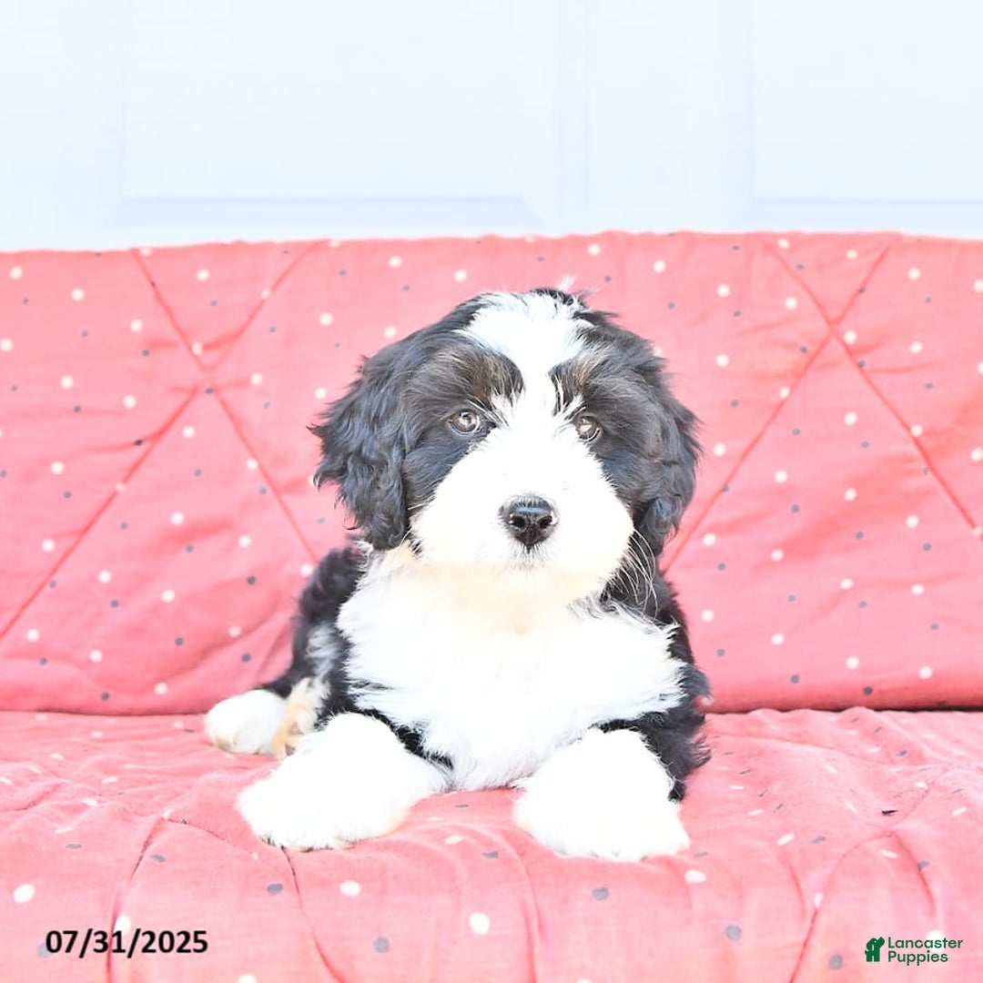 Miniature Bernese Mountain Dog dogs for sale: Twinkle - Image 2