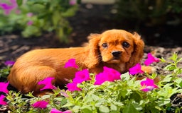 Cavalier King Charles Spaniel dogs for sale: Rose - Image 9
