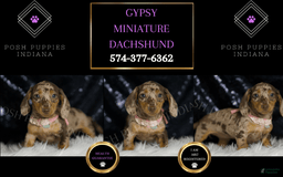Miniature Dachshund dogs for sale: Gypsy - Image 3