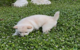 Shiba Inu dogs for sale: Aiko - Image 6