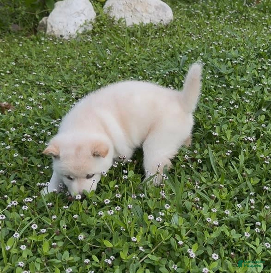 Shiba Inu dogs for sale: Aiko - Image 6